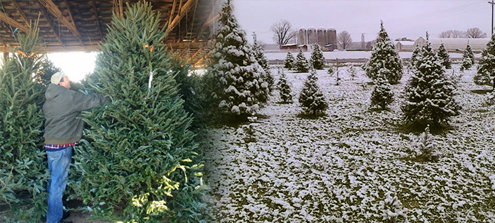 Christmas Trees: In the Market and Choose-and-cut!