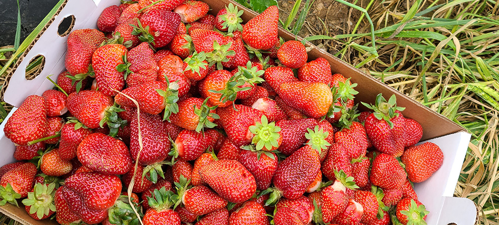 Strawberry Patch is Open!