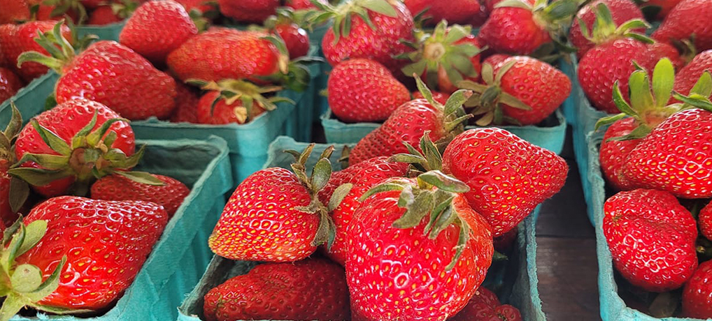 Fresh strawberries!