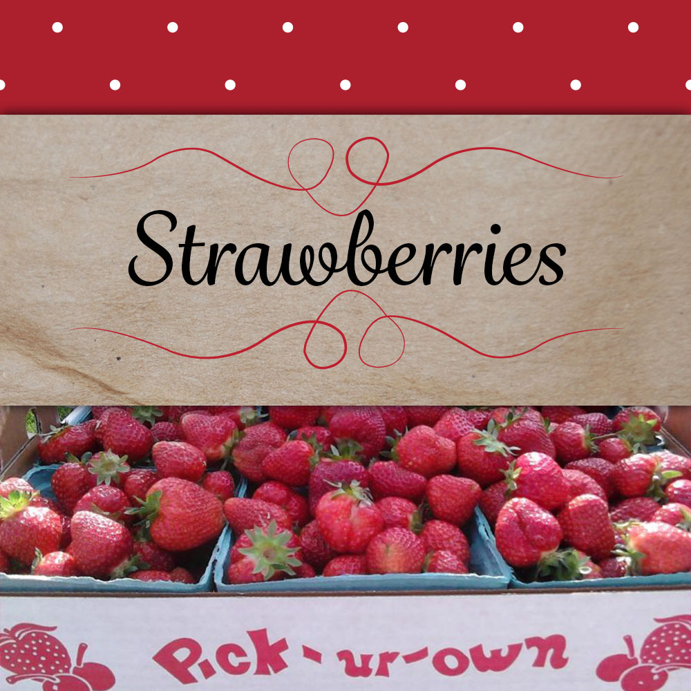 strawberries-inThePatch – Miller Farms Market