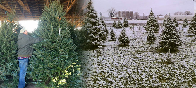 Christmas Tree information! Christmas Tree information!