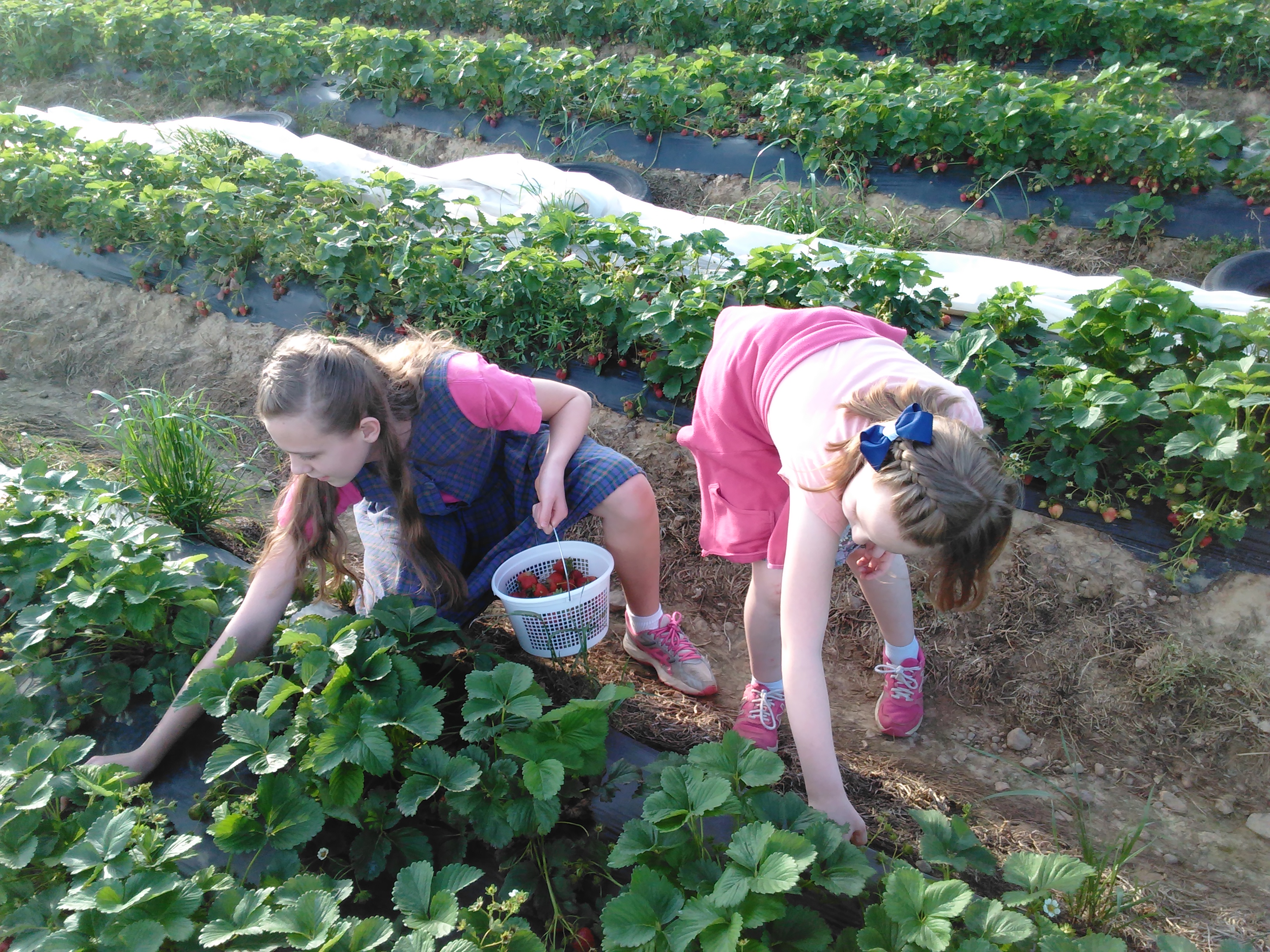 Pick Strawberries Today At Miller Farms! – Miller Farms Market