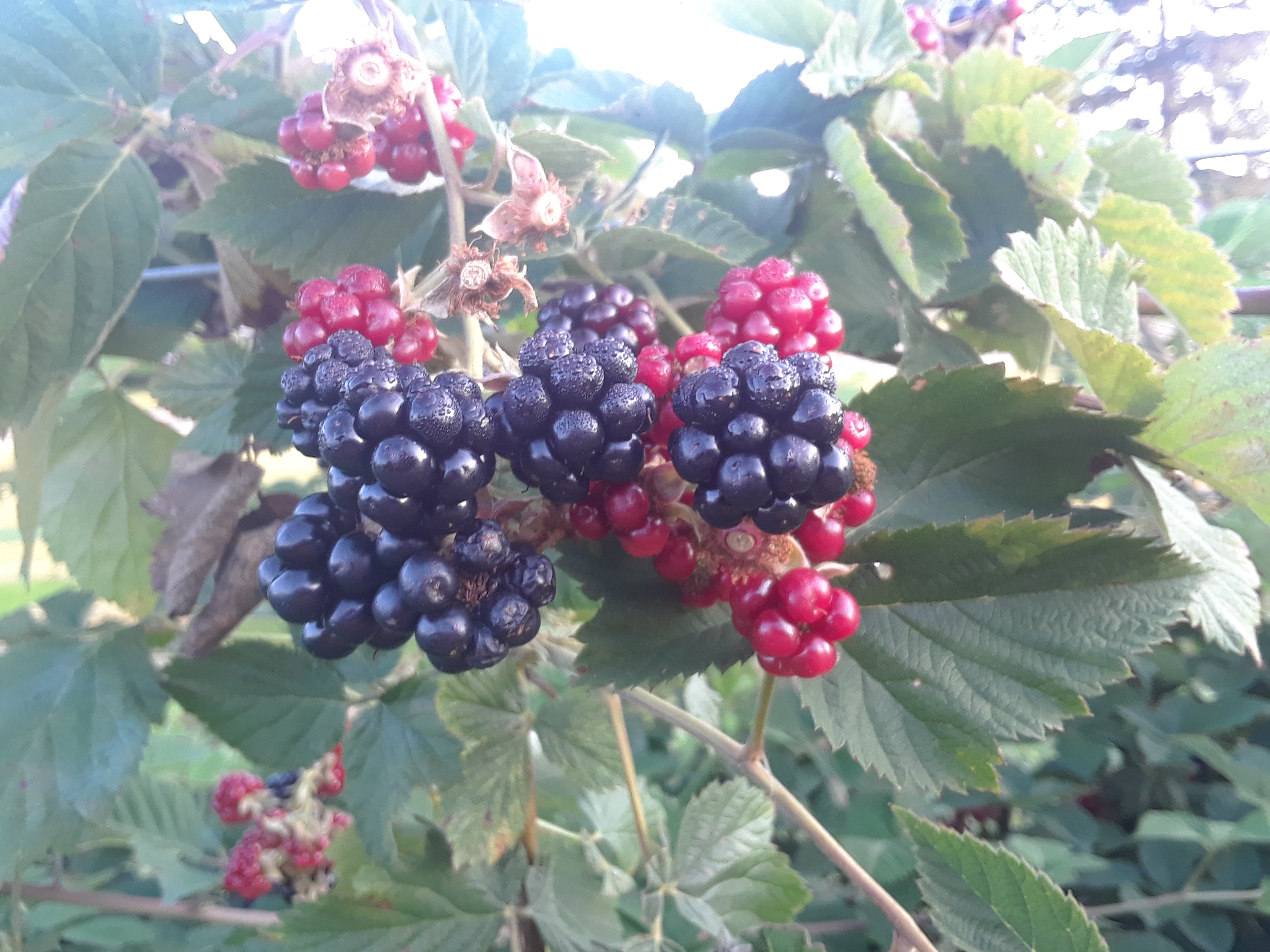 U-Pick Blackberries And U-Pick Blueberries, JoJo’s Kitchen And More ...