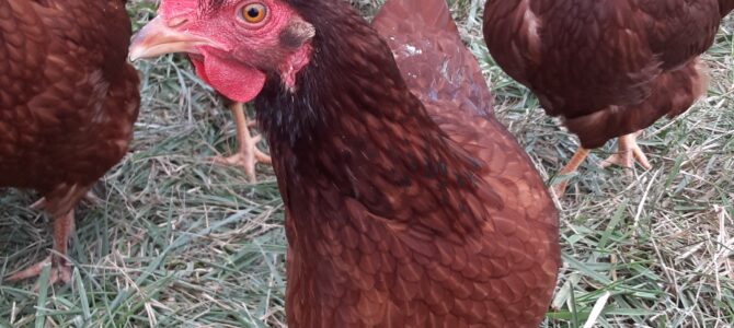 Morning y’all! Plenty of Fresh Pastured Eggs ready for you at Miller Farms! Morning y’all! Plenty of Fresh Pastured Eggs ready for you at Miller Farms!