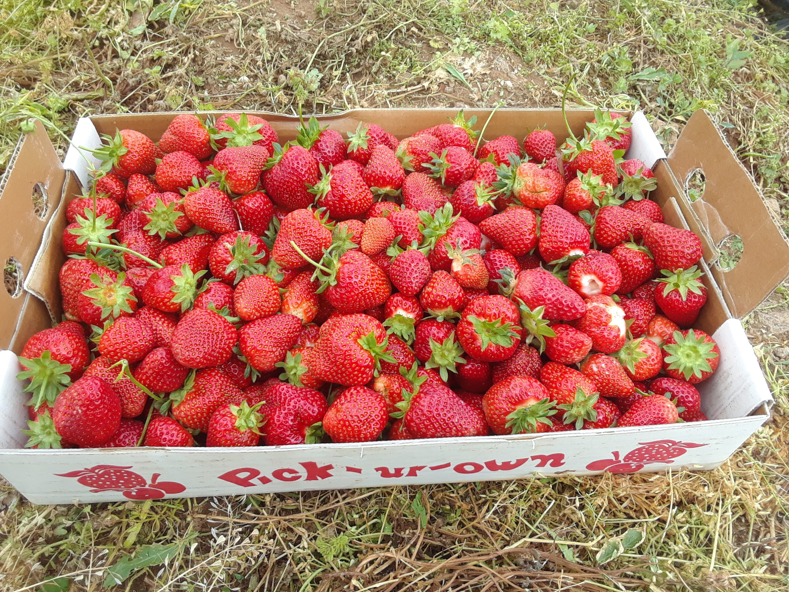 Yes, We Will Have Pick Your Own Strawberries This Year! – Miller Farms ...