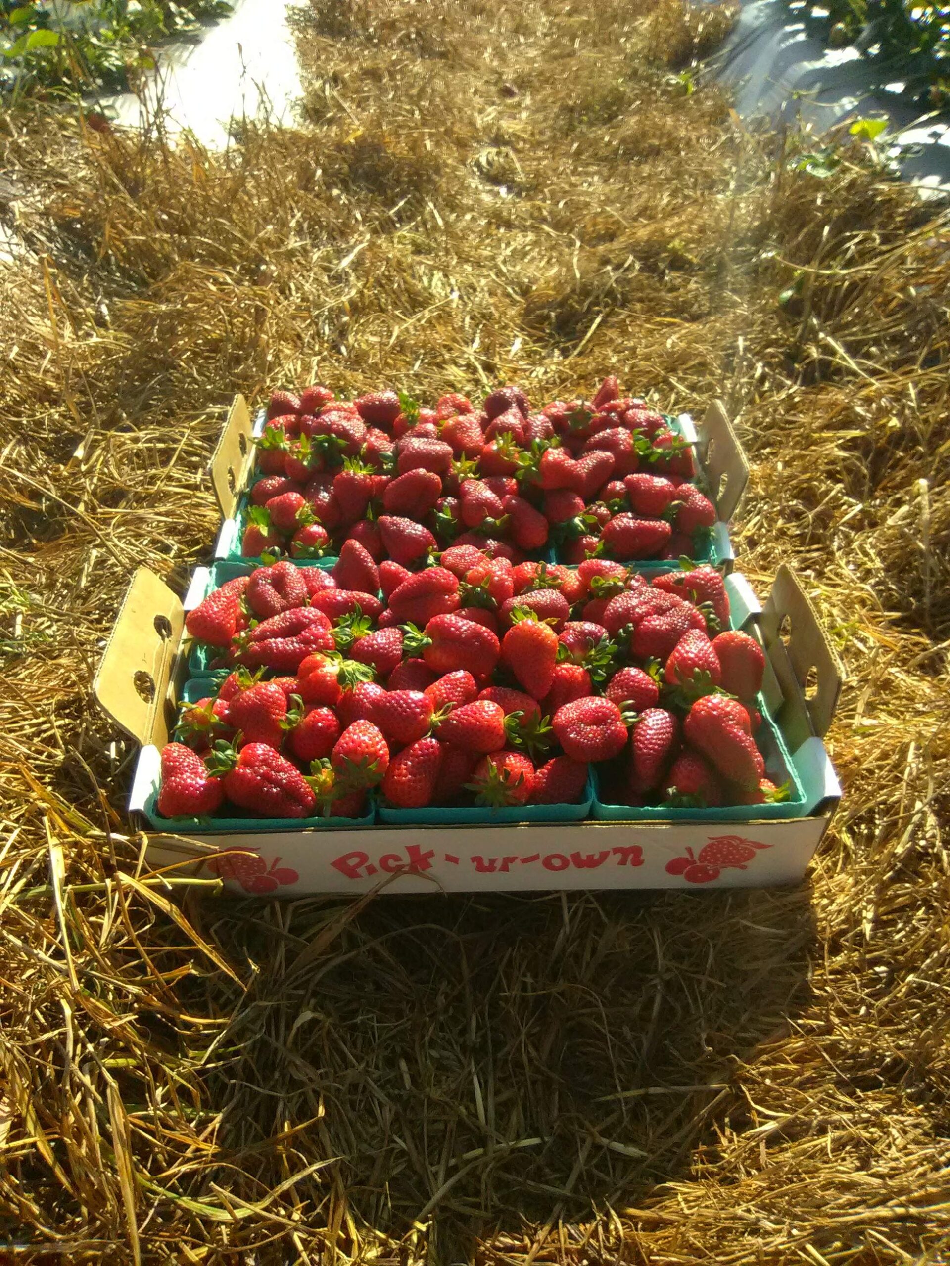 STRAWBERRIES Are PLENTIFUL To PICK! – Miller Farms Market