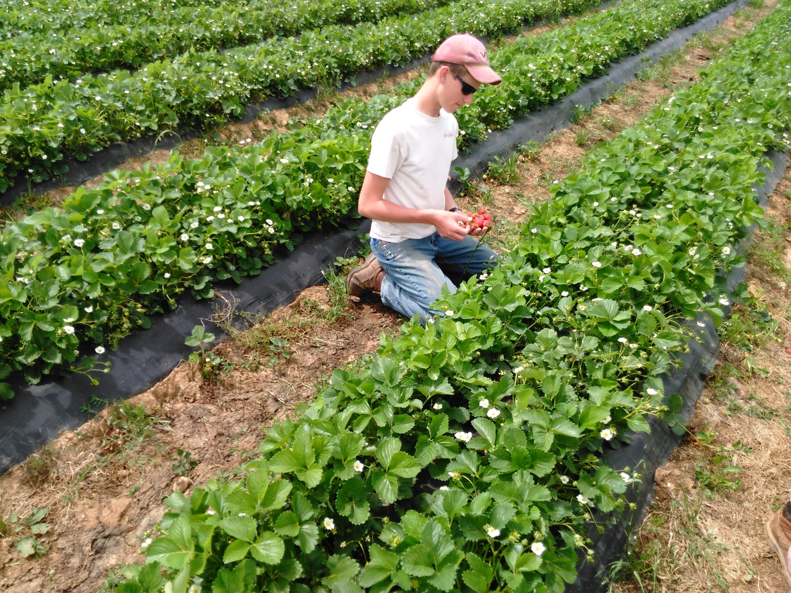 STRAWBERRIES! STRAWBERRIES!