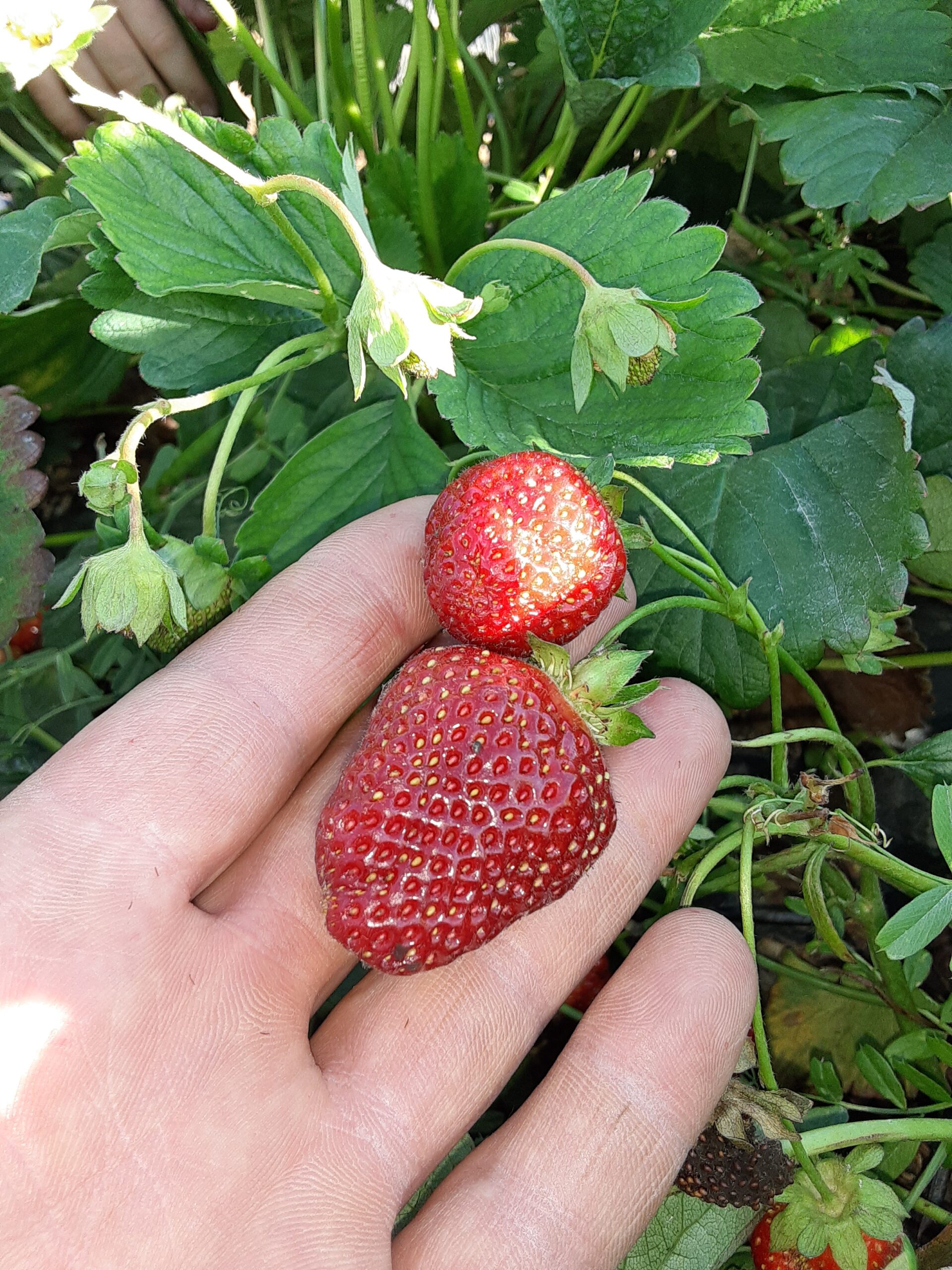 Strawberry Season is rolling on! Patch is open from 9am-4:45pm Strawberry Season is rolling on! Patch is open from 9am-4:45pm