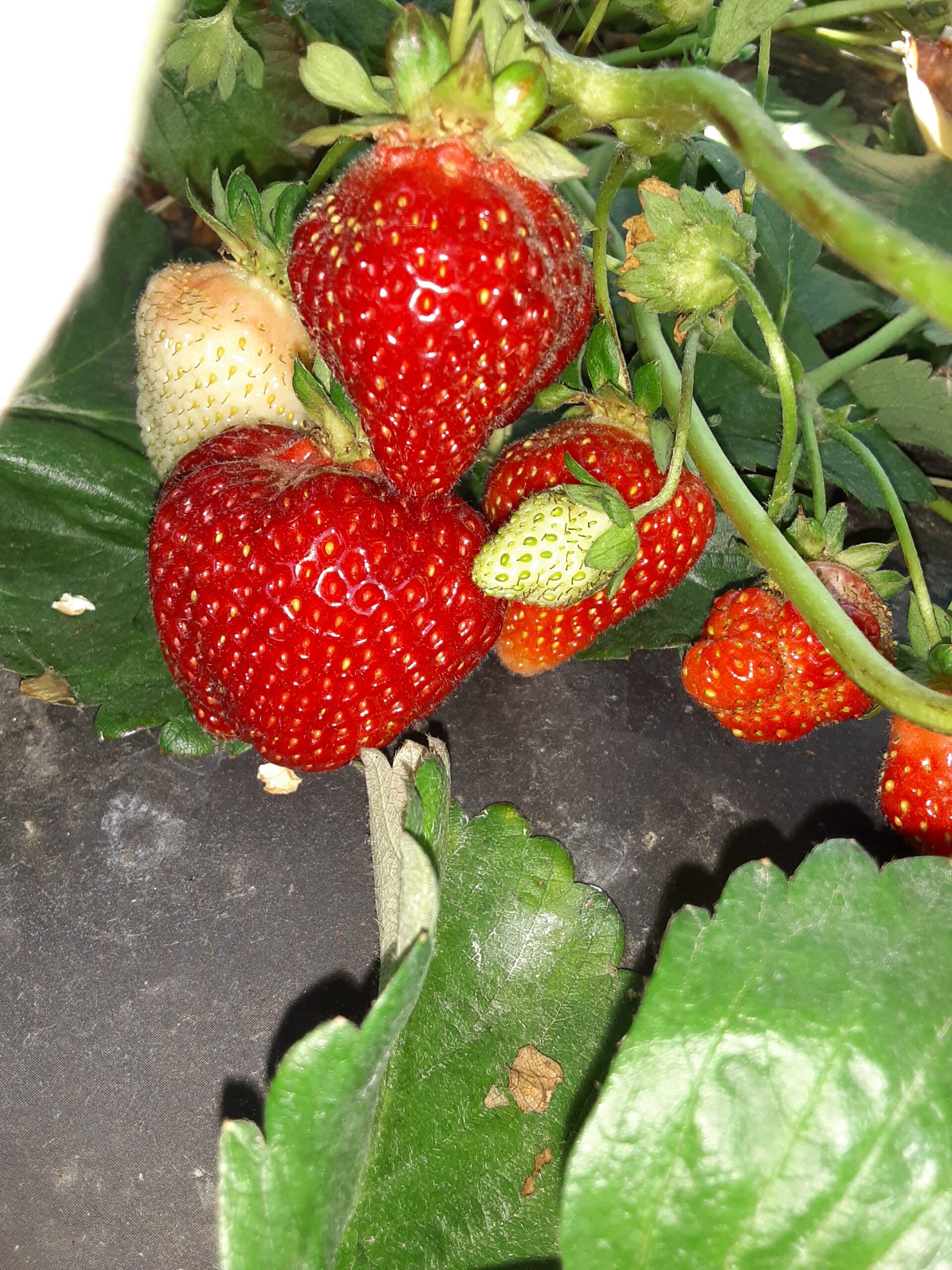 Strawberry update June 3rd. Yes we still have Strawberries for picking! Strawberry update June 3rd. Yes we still have Strawberries for picking!