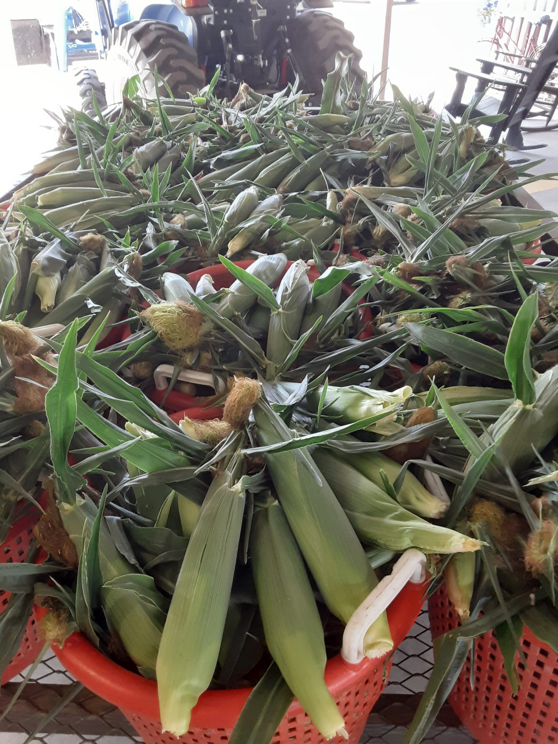 Sweet Corn, come and get it! Sweet Corn, come and get it!
