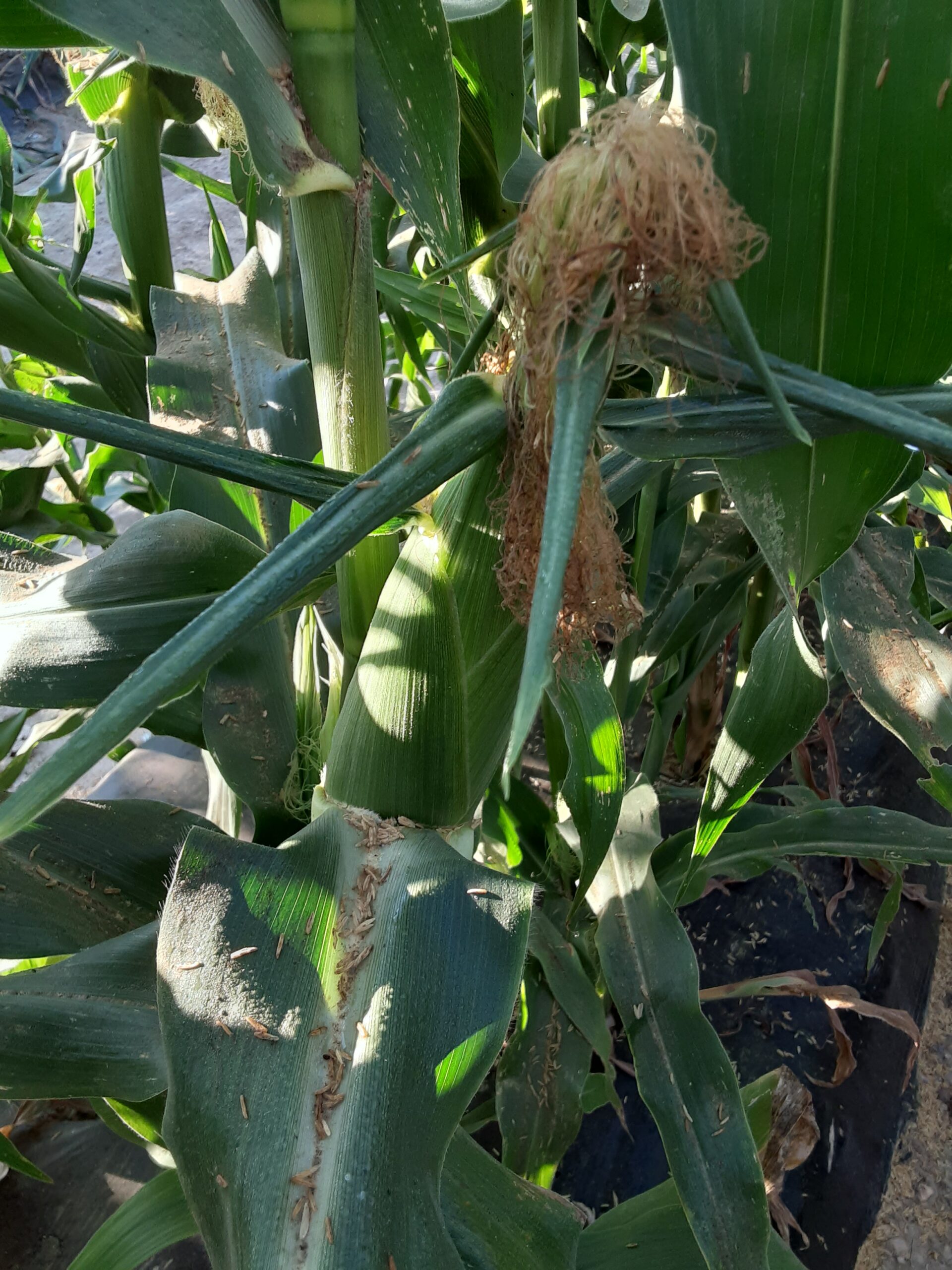 Sweet Corn, it’s what’s for dinner! Sweet Corn, it’s what’s for dinner!