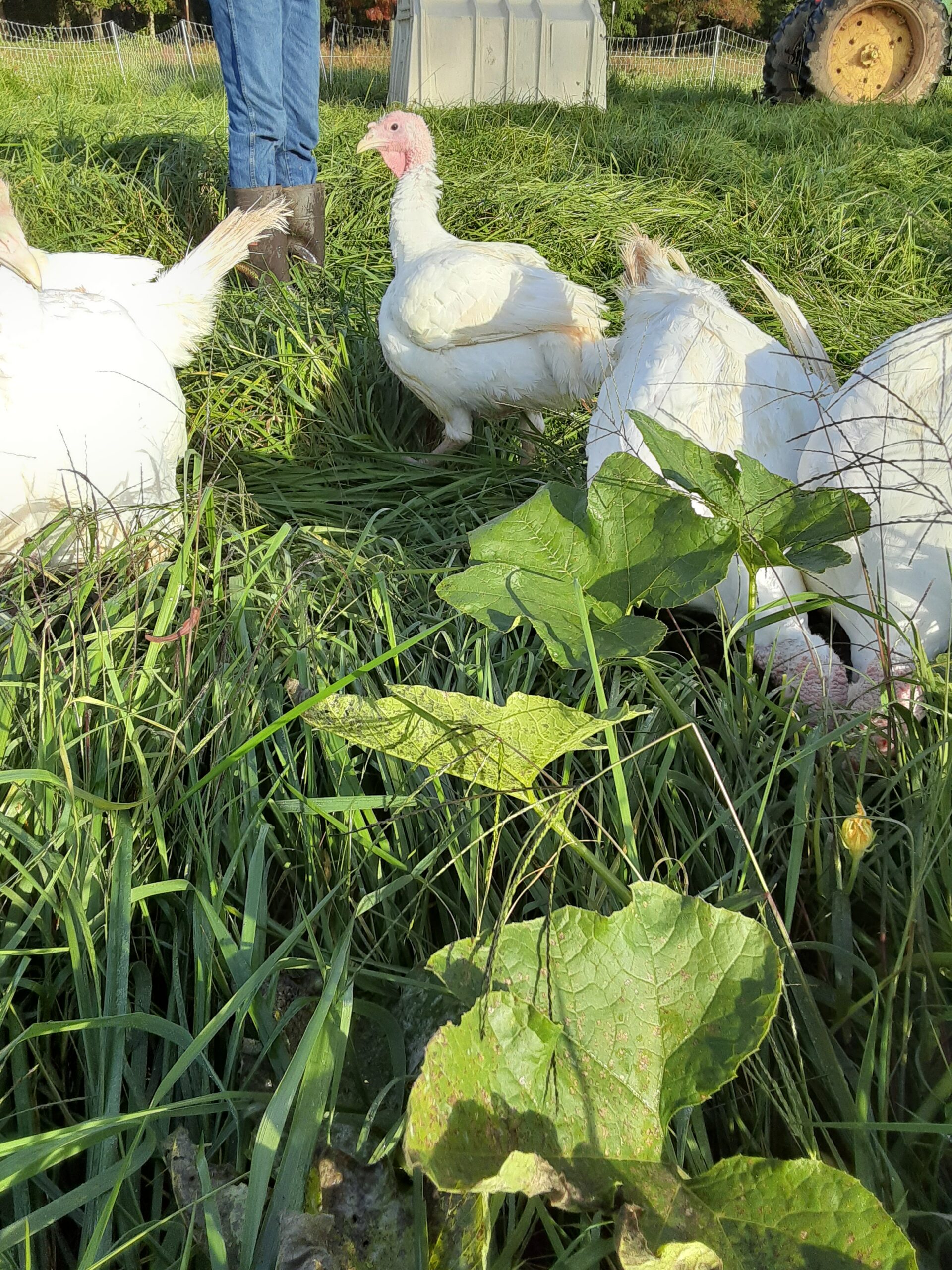 Turkeys! Raised on the Pastures here at our Farm. Taste the difference! Turkeys! Raised on the Pastures here at our Farm. Taste the difference!