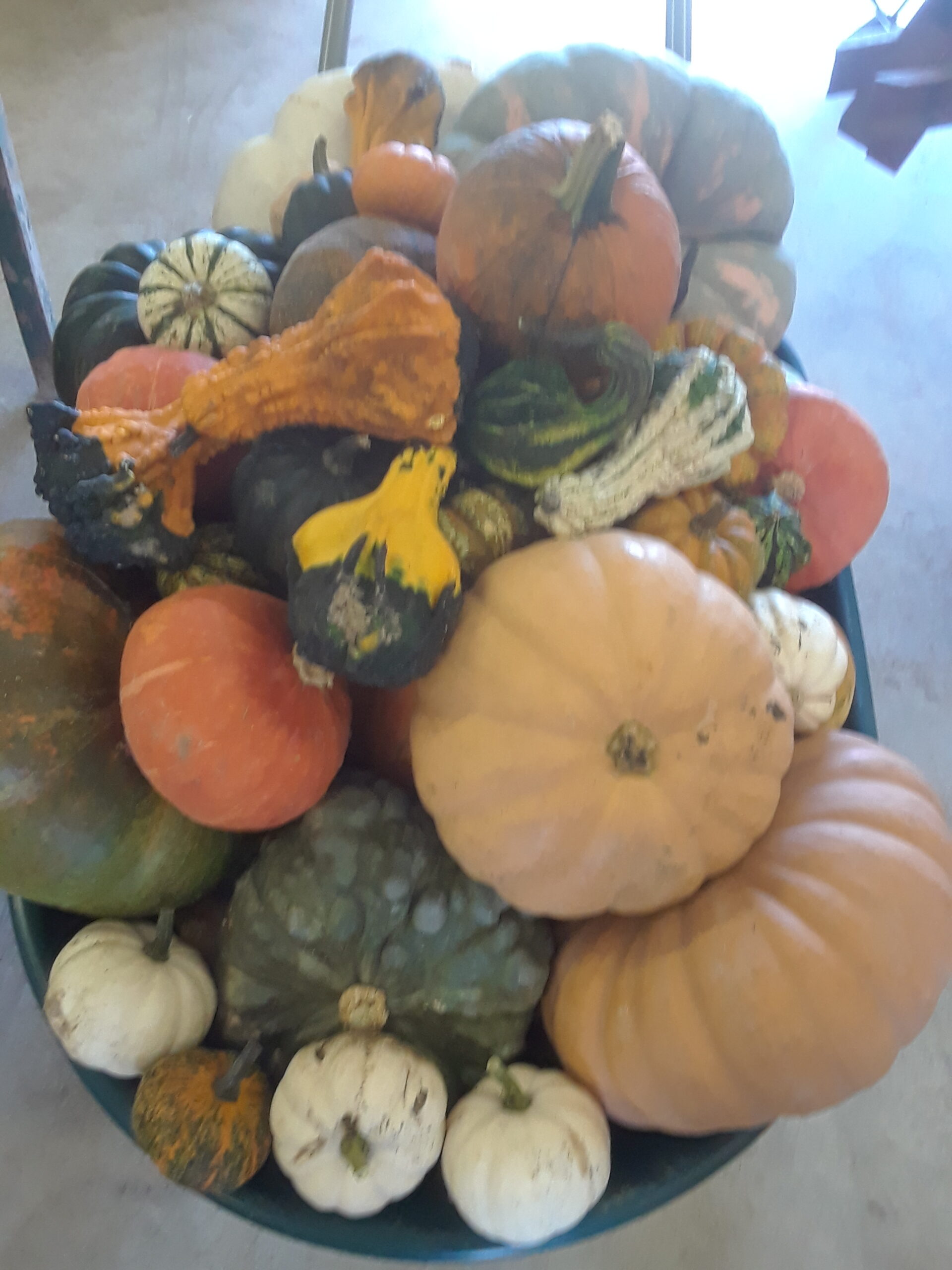 It’s not too late! We still have PLENTY of PRE-PICKED PUMPKIN under the Barn Roofs behind the Market. It’s not too late! We still have PLENTY of PRE-PICKED PUMPKIN under the Barn Roofs behind the Market.