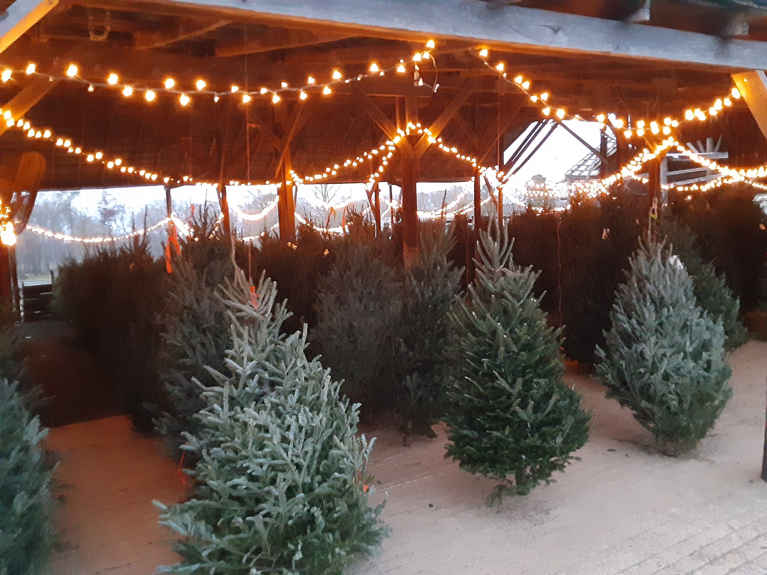 Fresh Cut Fraser Firs. Milk Delivery. Oysters. Broccoli. Sweet Potatoes. Fresh Cut Fraser Firs. Milk Delivery. Oysters. Broccoli. Sweet Potatoes.