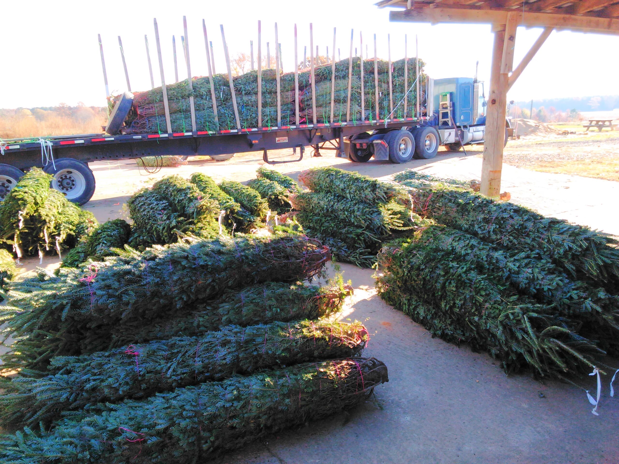 Fresh Cut Fraser Firs will arrive on Monday Nov 23 Fresh Cut Fraser Firs will arrive on Monday Nov 23