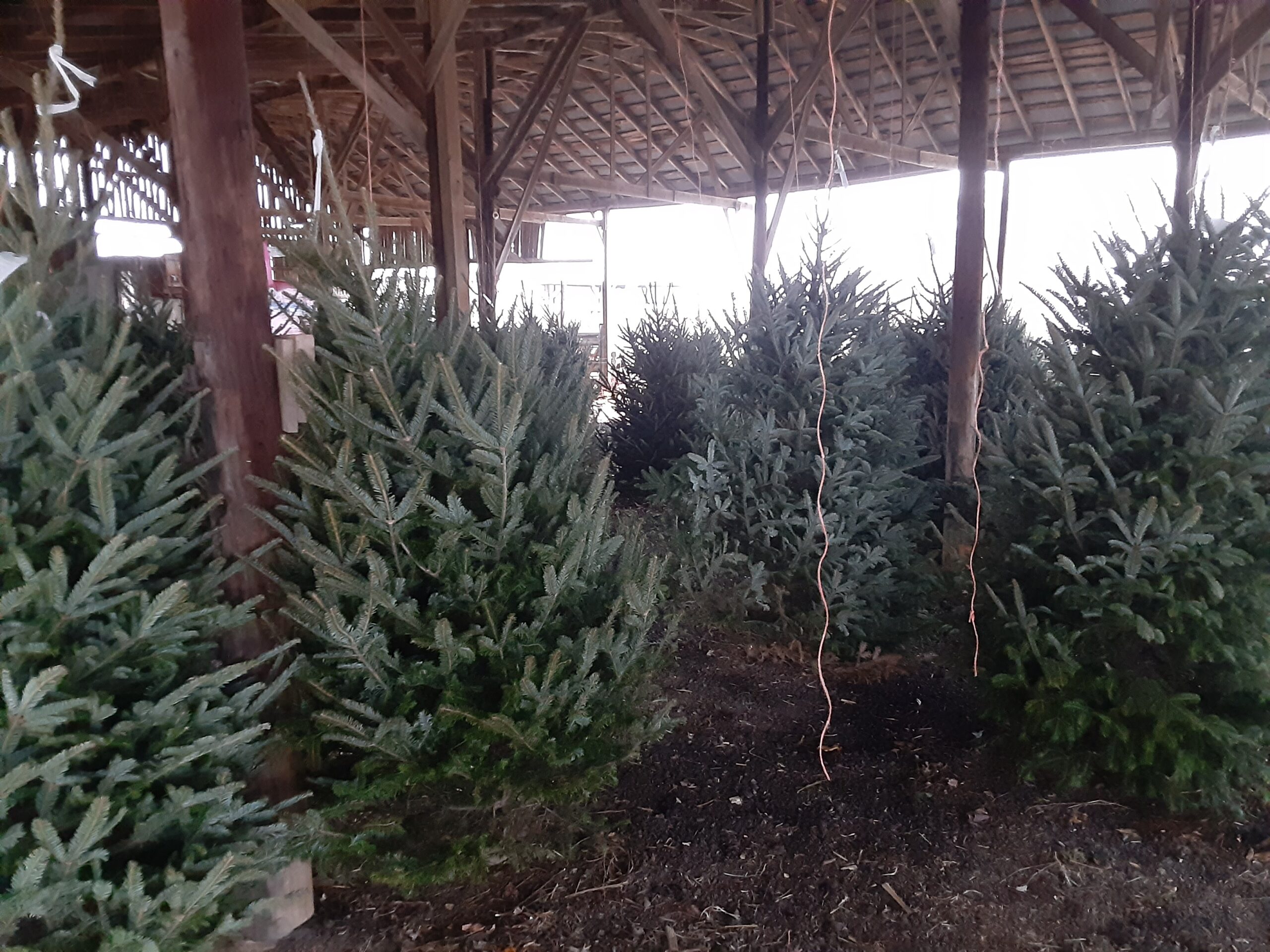 Christmas Trees and more! Christmas Trees and more!