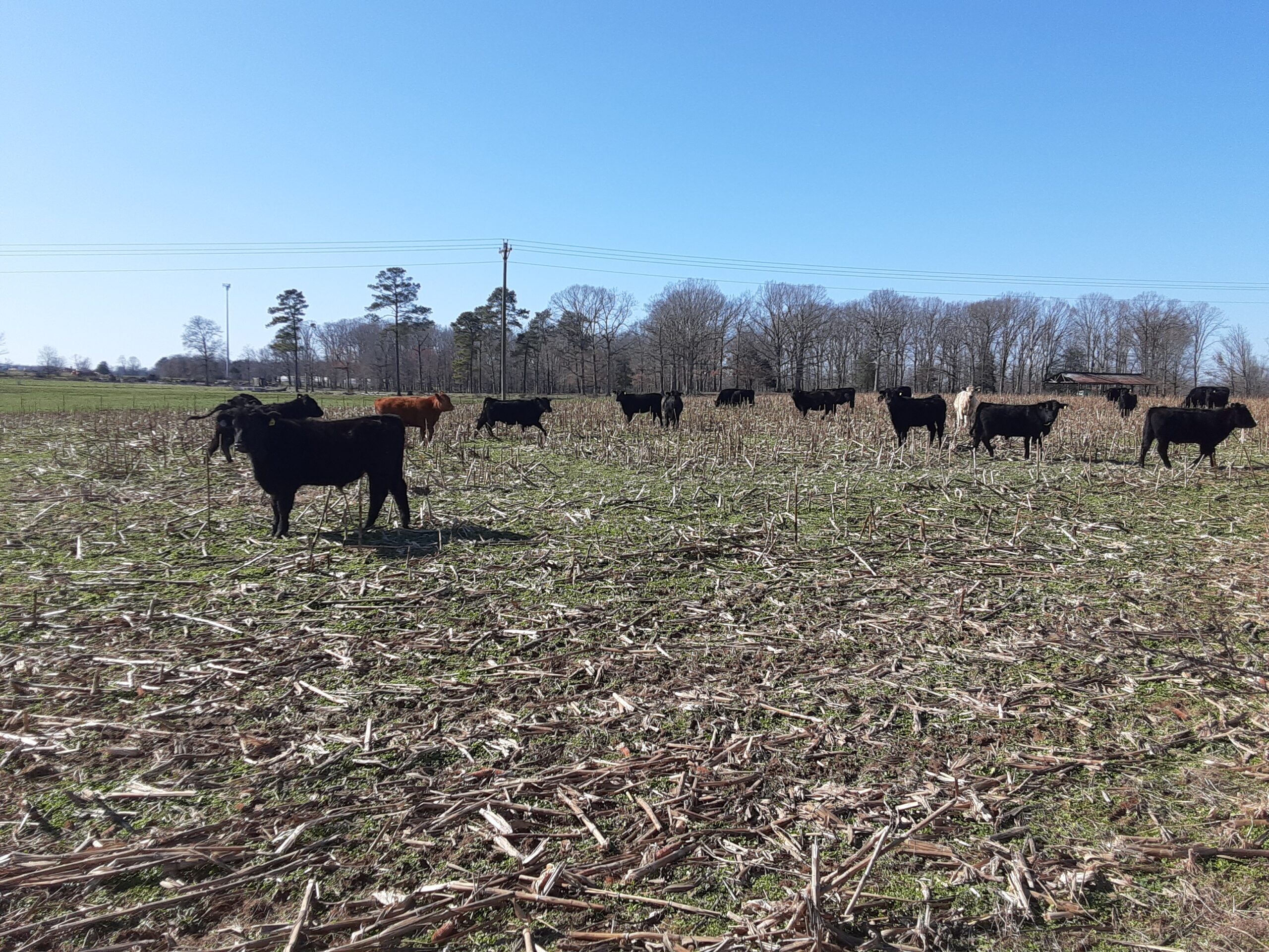 Saturday at Miller Farms! Miller Farms Beef on Sale and Remember to sign up for our 2021 CSA Saturday at Miller Farms! Miller Farms Beef on Sale and Remember to sign up for our 2021 CSA
