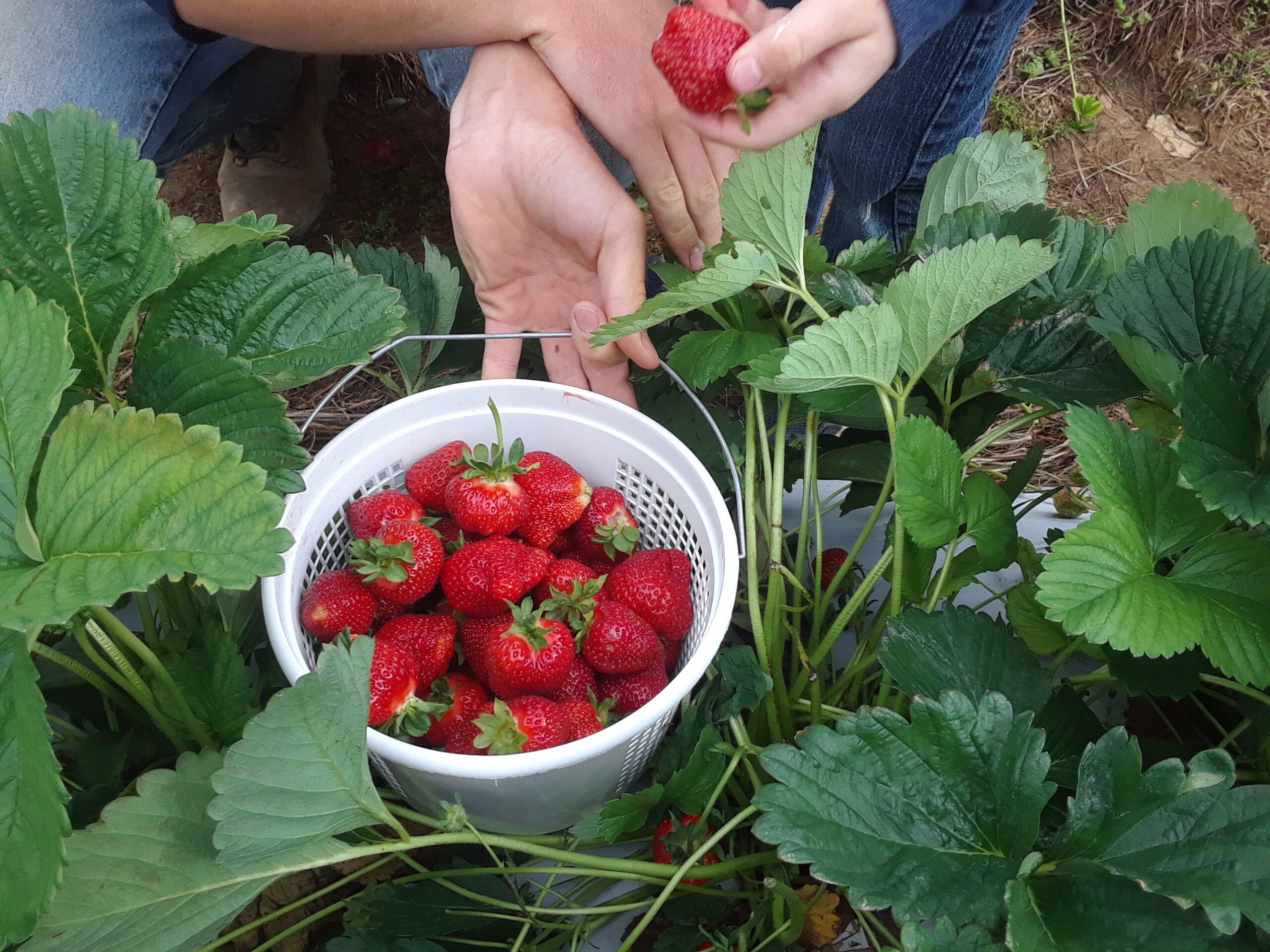 Strawberry Picking At Miller Farms! Plenty Of Berries To Pick! – Miller ...