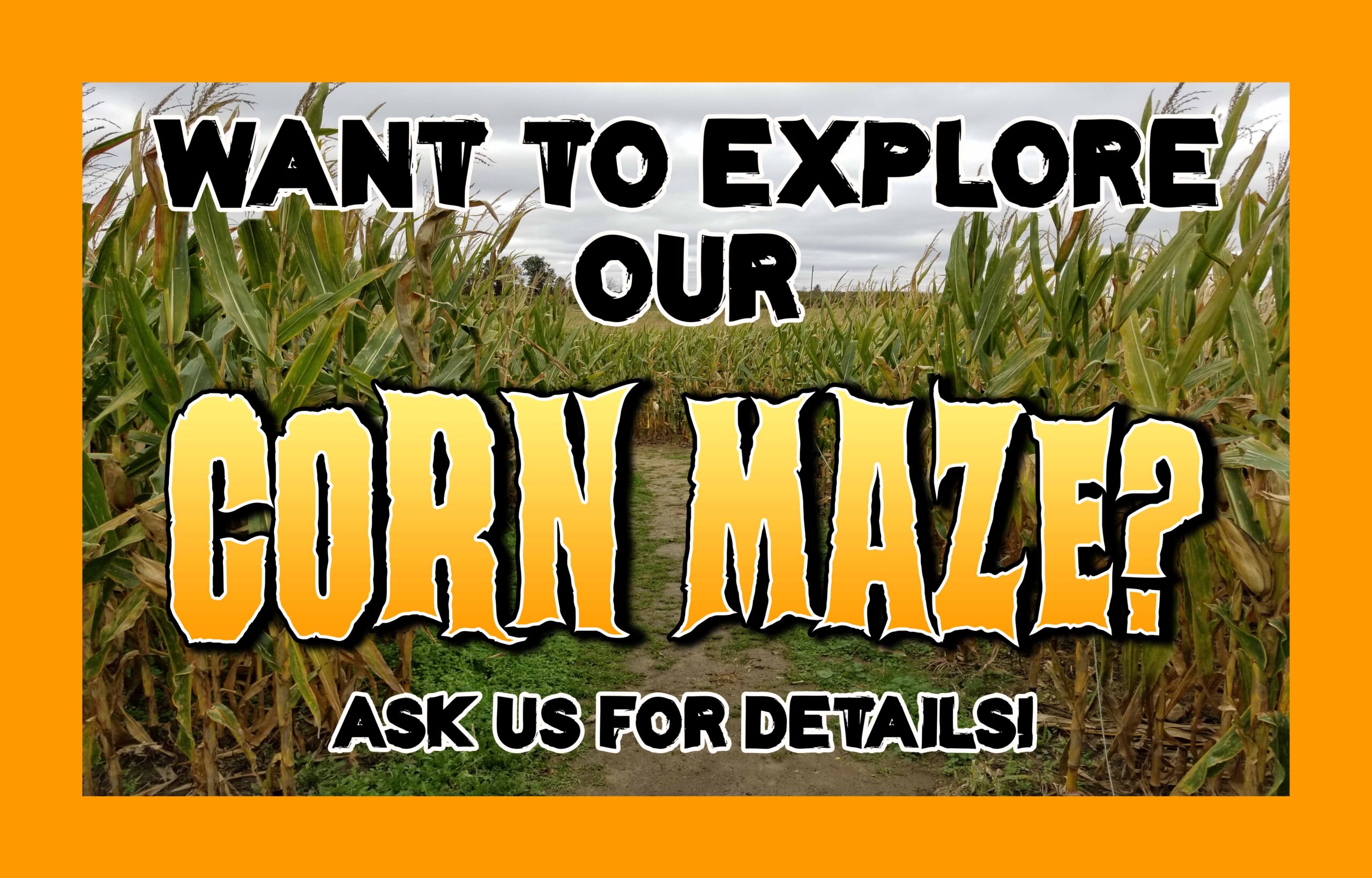 Corn Maze!