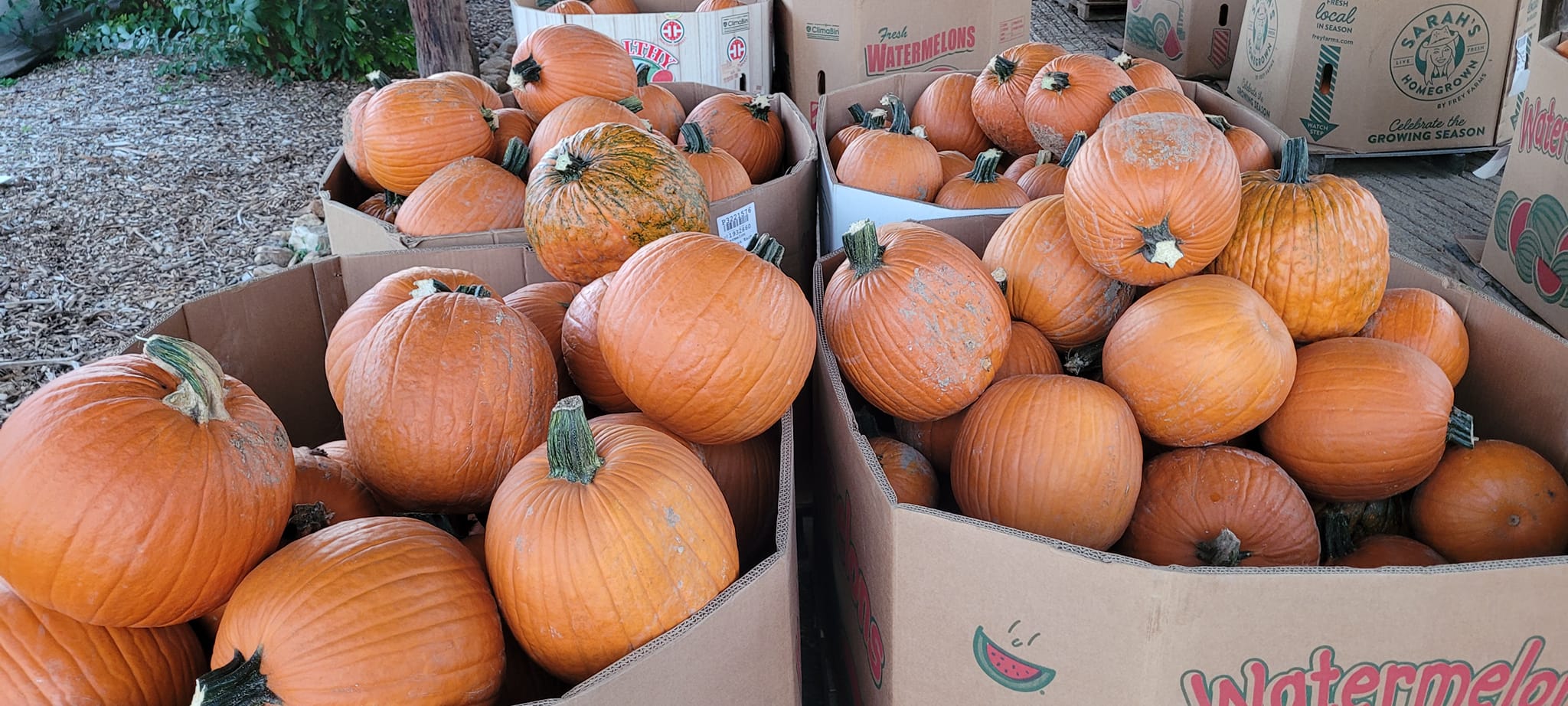 Pumpkins